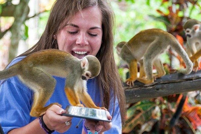 Horseback Riding and Monkey Adventure in Puerto Plata: Beaches, Wildlife and Dominican Culture monkey